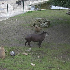 Capybara and Tapir - 26.08.2011