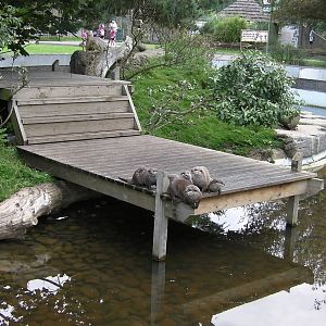 Otters Waiting for Feeding Time - 26.08.2011