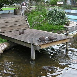 Otters Feeding Time - 26.08.2011
