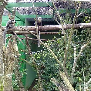 IBRACNA - Callitrichid´s