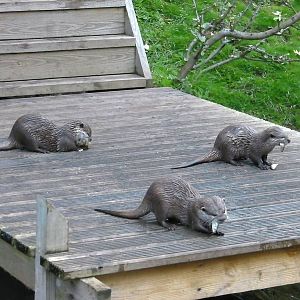 Otters Feeding Time - 26.08.2011