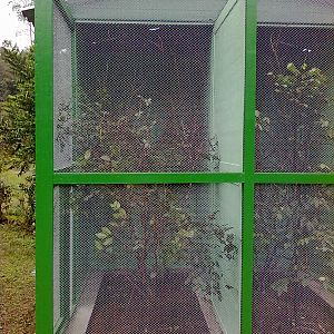 IBRACNA - Passerines