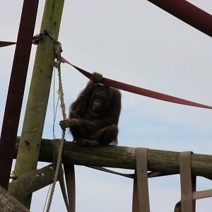 Orangutan - 26.08.2011