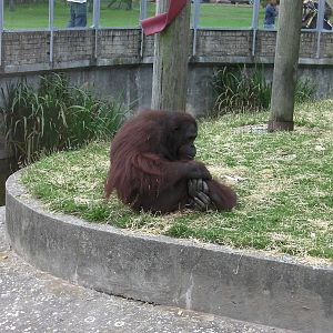 Orangutan Exhibit - 26.08.2011