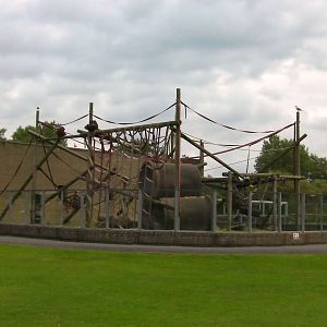 Orangutan Exhibit - 26.08.2011