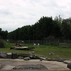 Farm Yard Exhibit - 26.08.2011