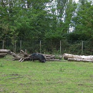 Farm Yard Exhibit - 26.08.2011