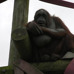 Orangutan - 26.08.2011
