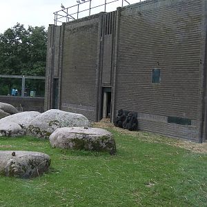 Gorilla Exhibit - 26.08.2011