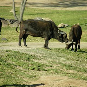 cape buffalo