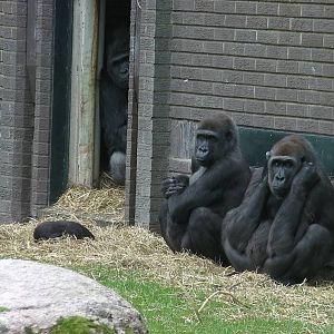 Gorilla Exhibit - 26.08.2011
