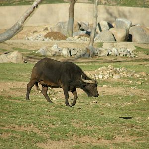 cape buffalo