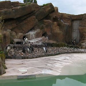 Penguin Exhibit - 26.08.2011