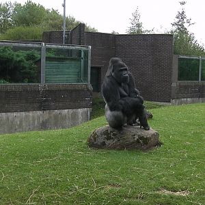 Gorilla Exhibit - 26.08.2011