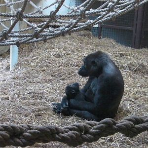 Mother and Baby - 26.08.2011