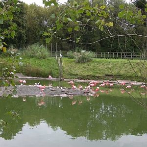 Flamingos - 26.08.2011