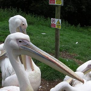 Pelicans - 26.08.2011