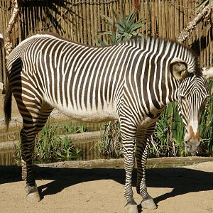 grevys zebra
