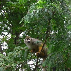 Squirrel Monkey - 26.08.2011