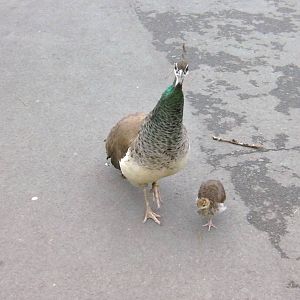 Peahen and Chick - 26.08.2011