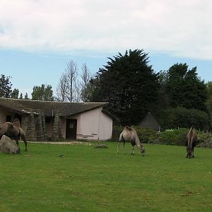 Camel Enclosure - 26.08.2011