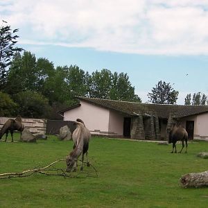 Camel Enclosure - 26.08.2011