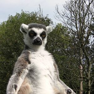 Lemur Woods - 26.08.2011