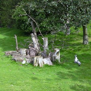 Lemur Woods - 26.08.2011