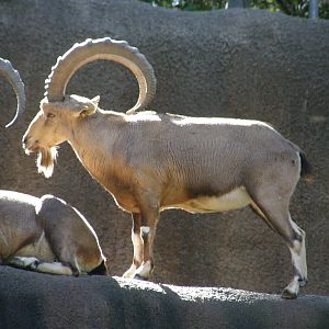 ibex