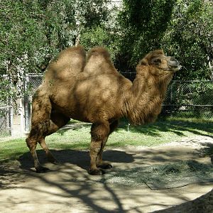 bactrian camel
