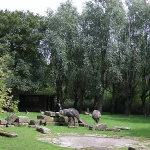 Emus - 26.08.2011