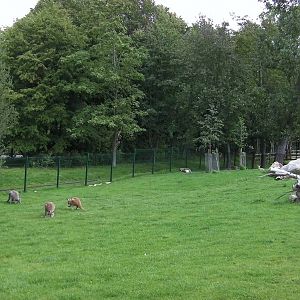 Wallaby Walk-through - 26.08.2011