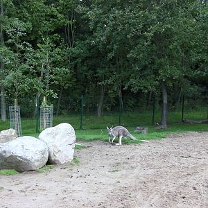 Wallaby Walk-through - 26.08.2011