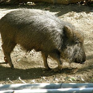 chacoan peccary
