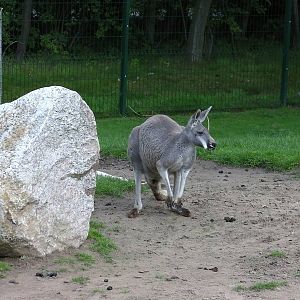 Wallaby Walk-through - 26.08.2011