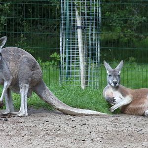 Wallaby Walk-through - 26.08.2011