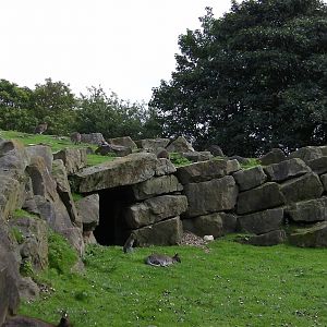 Wallaby Walk-through - 26.08.2011