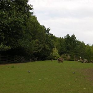 Raindeer Enclosure - 26.08.2011