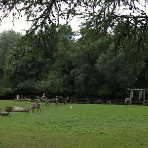 Raindeer Enclosure - 26.08.2011