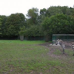 Zebra Enclosure - 26.08.2011