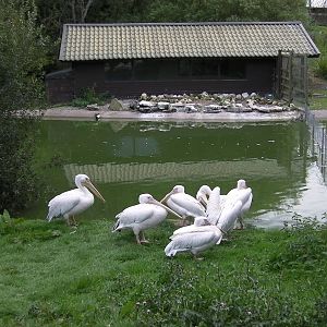 Pelicans - 26.08.2011