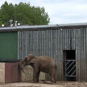 Asian Elephant - 26.08.2011