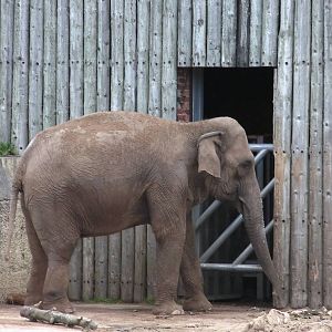 Asian Elephant - 26.08.2011