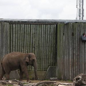 Asian Elephant - 26.08.2011