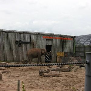 Asian Elephant - 26.08.2011