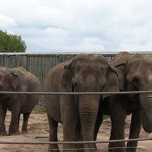 The Girls - 26.08.2011