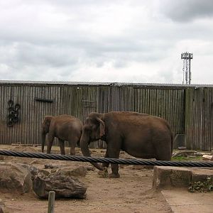 Asian Elephants - 26.08.2011