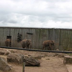 Asian Elephants - 26.08.2011
