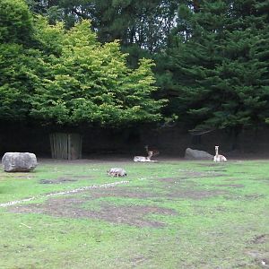 Vicugnas Enclosure- 26.08.2011