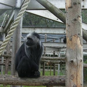 Primate Exhibit - 26.08.2011